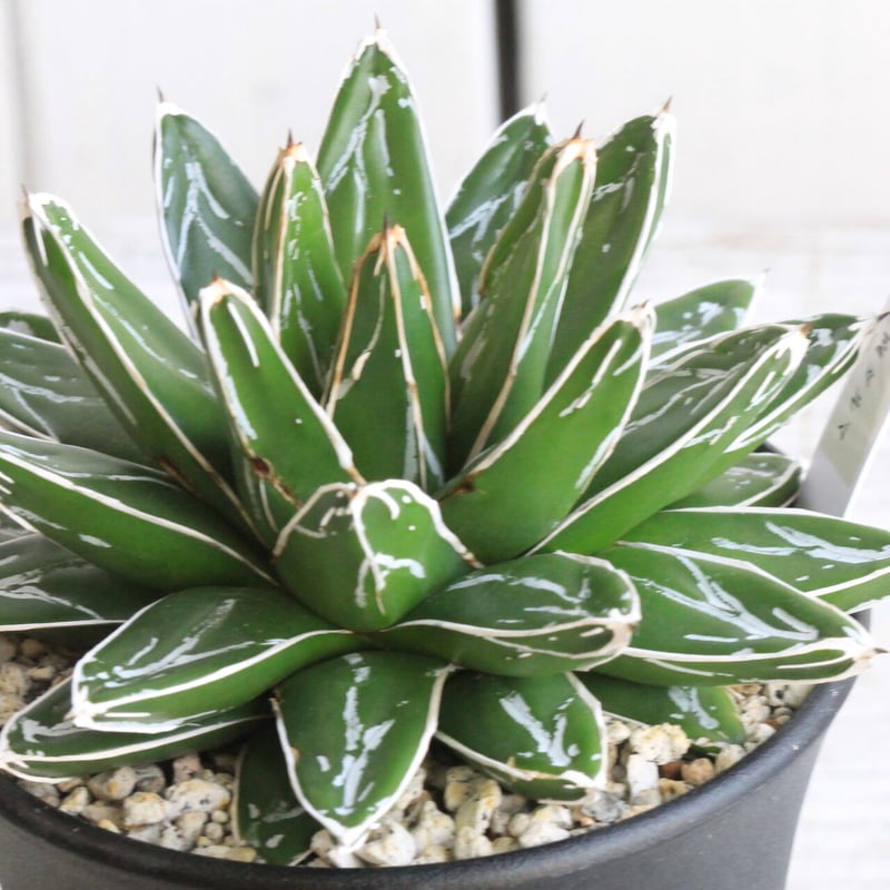 アガベ 帯向笹の雪 | hanayoshi-botanical