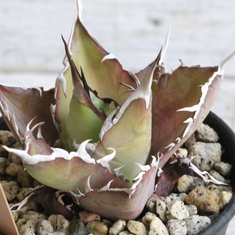 スーパーチタノタ アガベ・スーパーチタノタを手に入れた！ | すごいグリーン