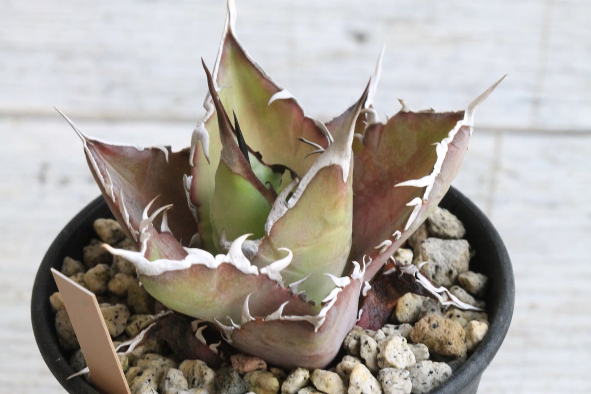 アガベ チタノタ スーパーワン③ | hanayoshi-botanical