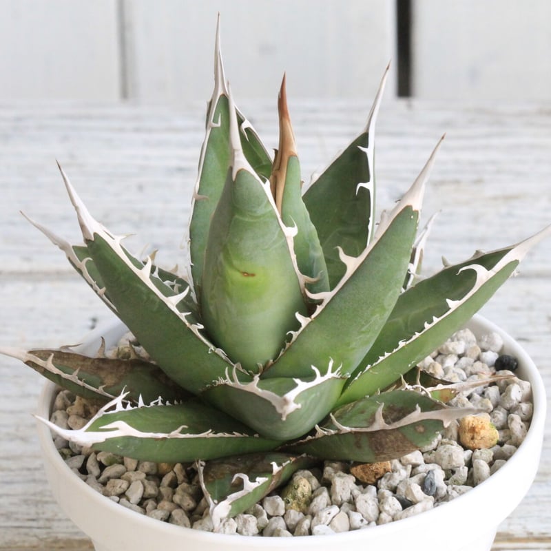 アガベ　帝釈天　覆輪　希少レア株 アガベ 帝釈天 覆輪 希少レア株 アガベ帝釈天（大株）-001｜agave
