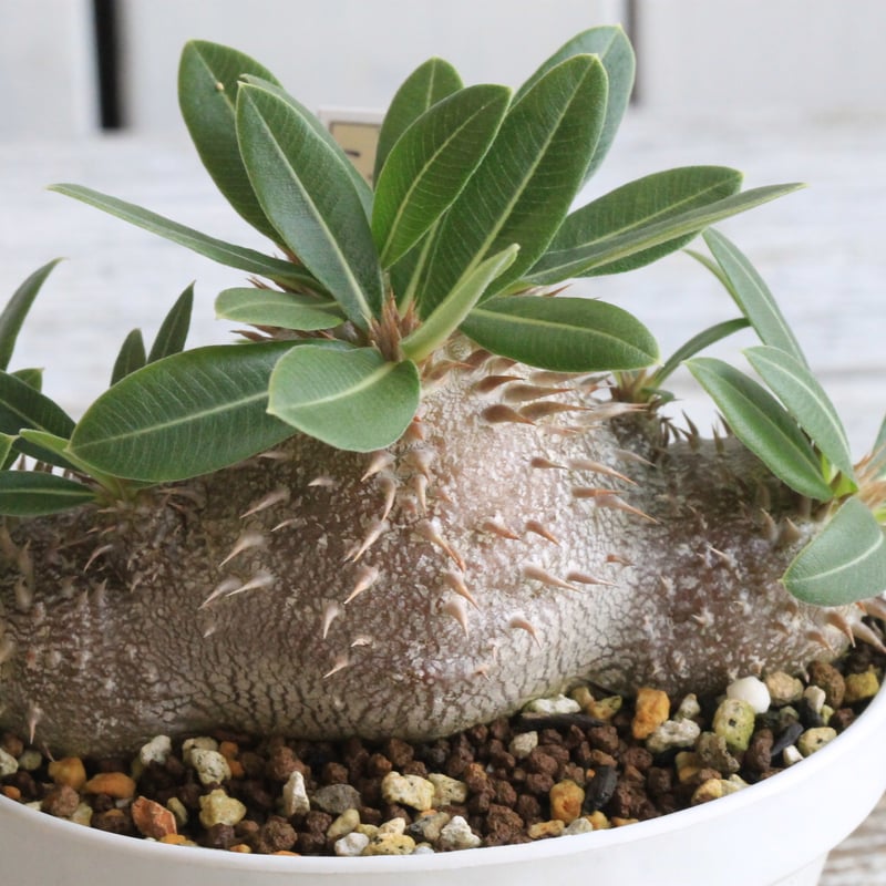 パキポディウム レウコキサンツム×スパー恵比寿大黒 | hanayoshi-botanical