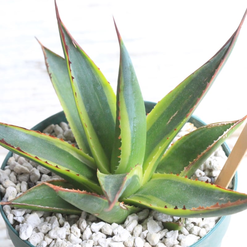 ☆アガベ☆サングロー☆4.5ポット☆希少☆ アガベ サングロー① | hanayoshi-botanical
