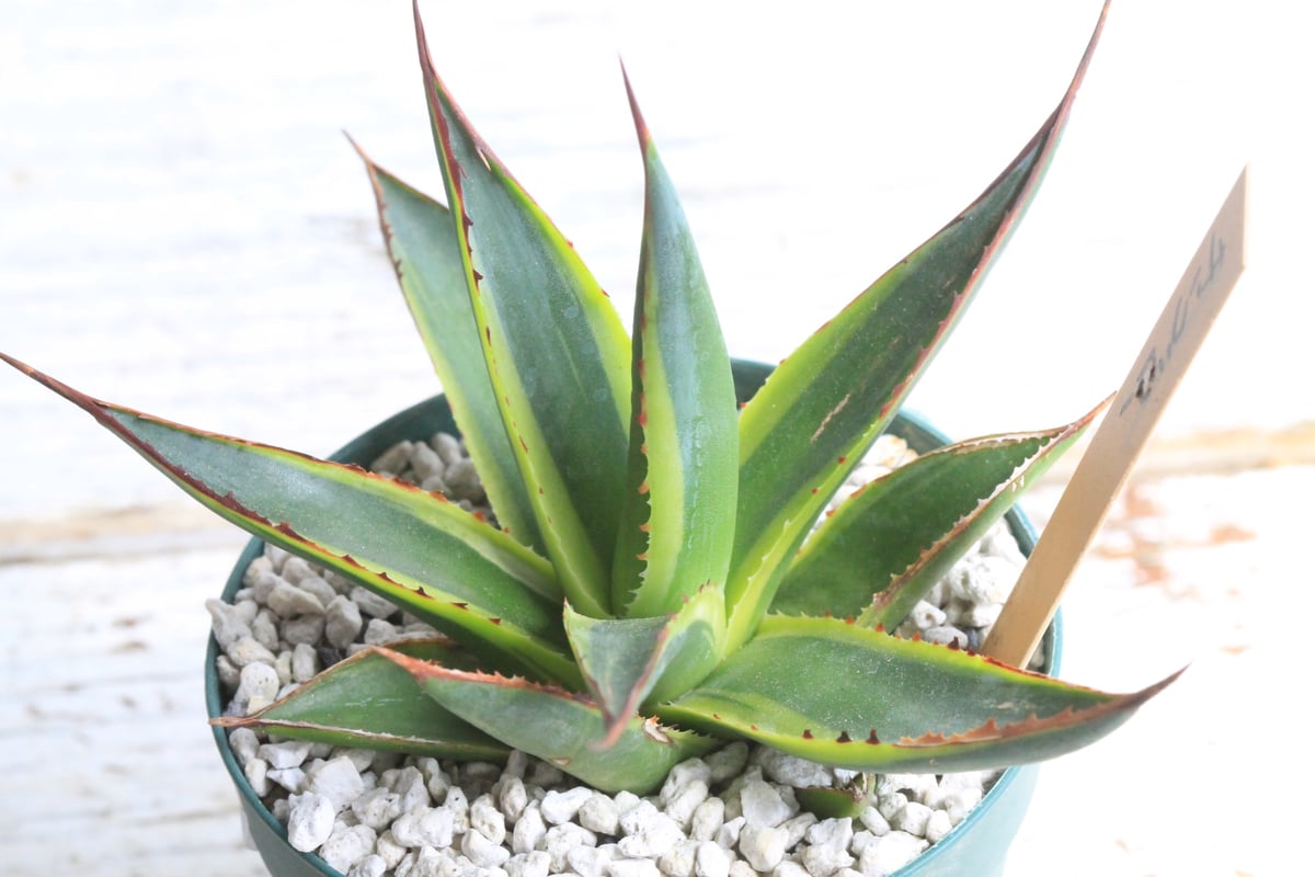 ☆アガベ☆サングロー☆4.5号ポット☆希少☆ アガベ サングロー① | hanayoshi-botanical