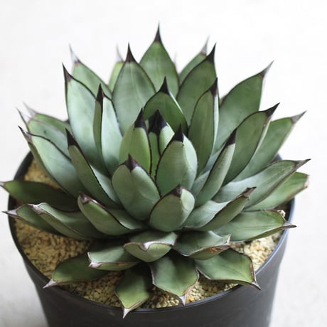 agave ロイヤルスピン