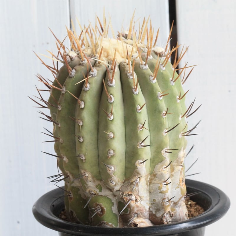 白棘黒王丸 カキコ 気質化 コピアポア 白棘黒王丸 カキコ 気質化