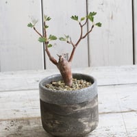 パキポディウム グラキリス 現地球 | hanayoshi-botanical