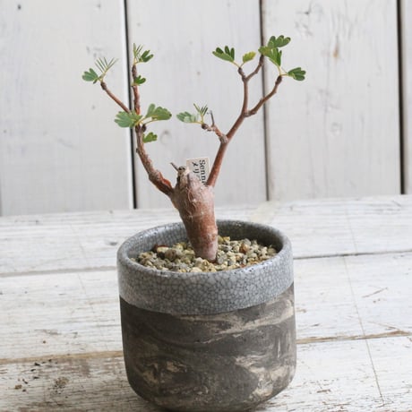 メリディオナリス | STORES