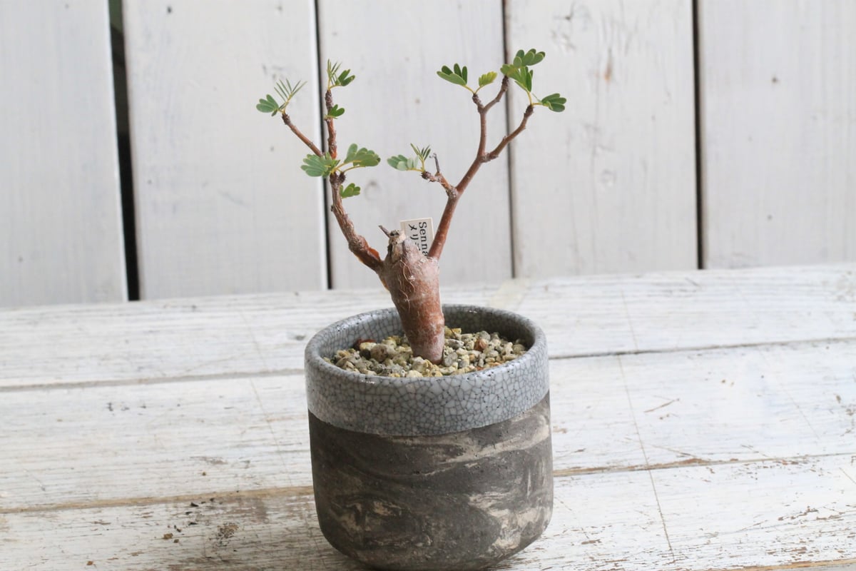 センナ メリディオナリス 実生 Hanayoshi-botanicalオリジナルポット