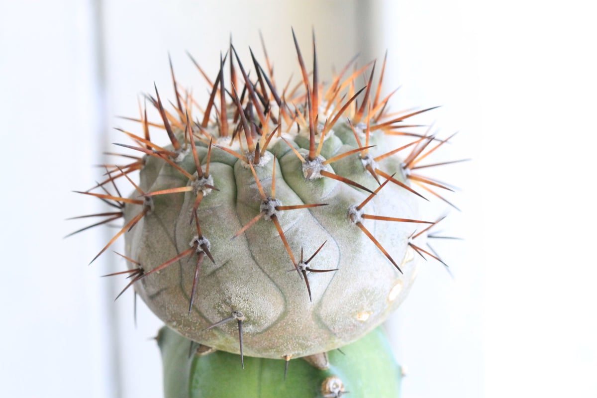 黒王丸　実生　台付 コピアポア 黒王丸（接ぎ木） | hanayoshi-botanical