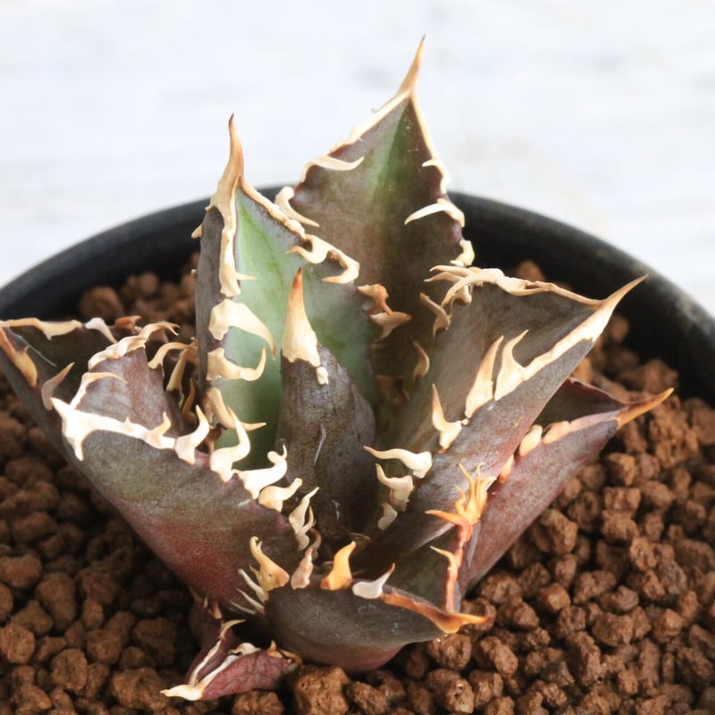 アガベチタノタレッドキャットウィーズル赤猫　現品鉢ごと発送 アガベ チタノタ 赤猫 レッドキャットウィーズル | 磨 Detailing