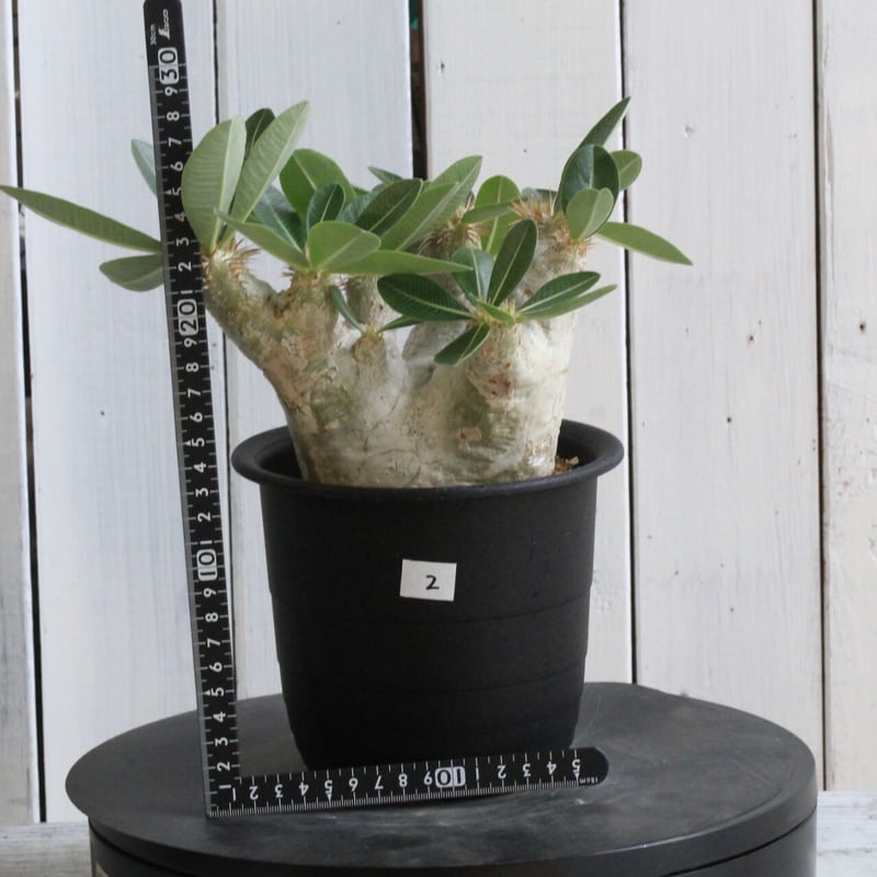 パキポディウム エブレネウム | hanayoshi-botanical