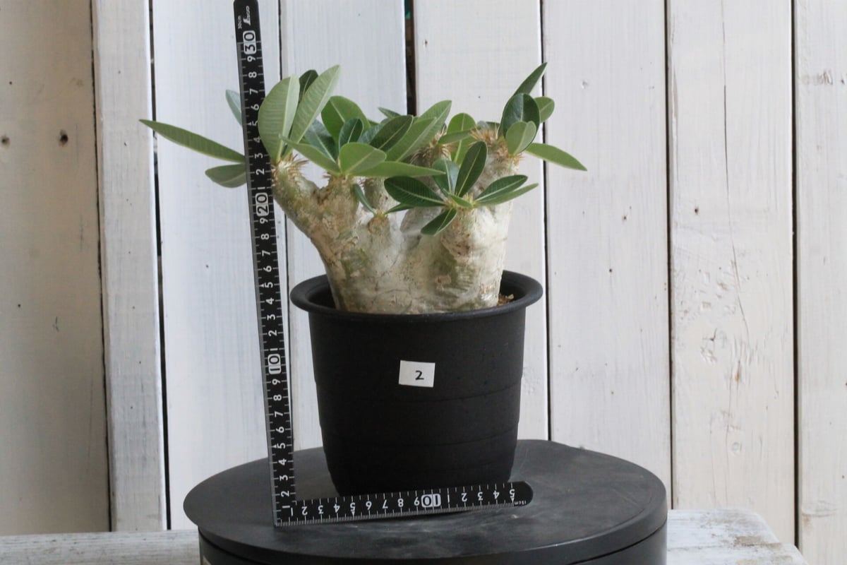 【早い者勝ち本日限り!!】 エブレネウム パキポディウム 現品 ポットごと発送 パキポディウム エブレネウム | hanayoshi-botanical