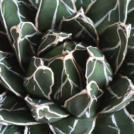 Agave 特選笹の雪