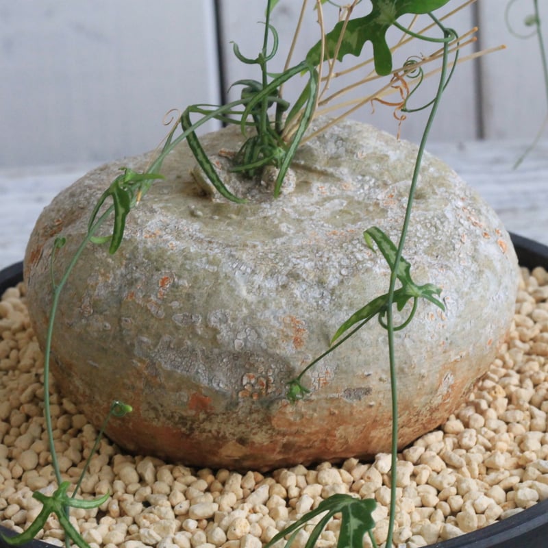 アデニア キルキー | hanayoshi-botanical