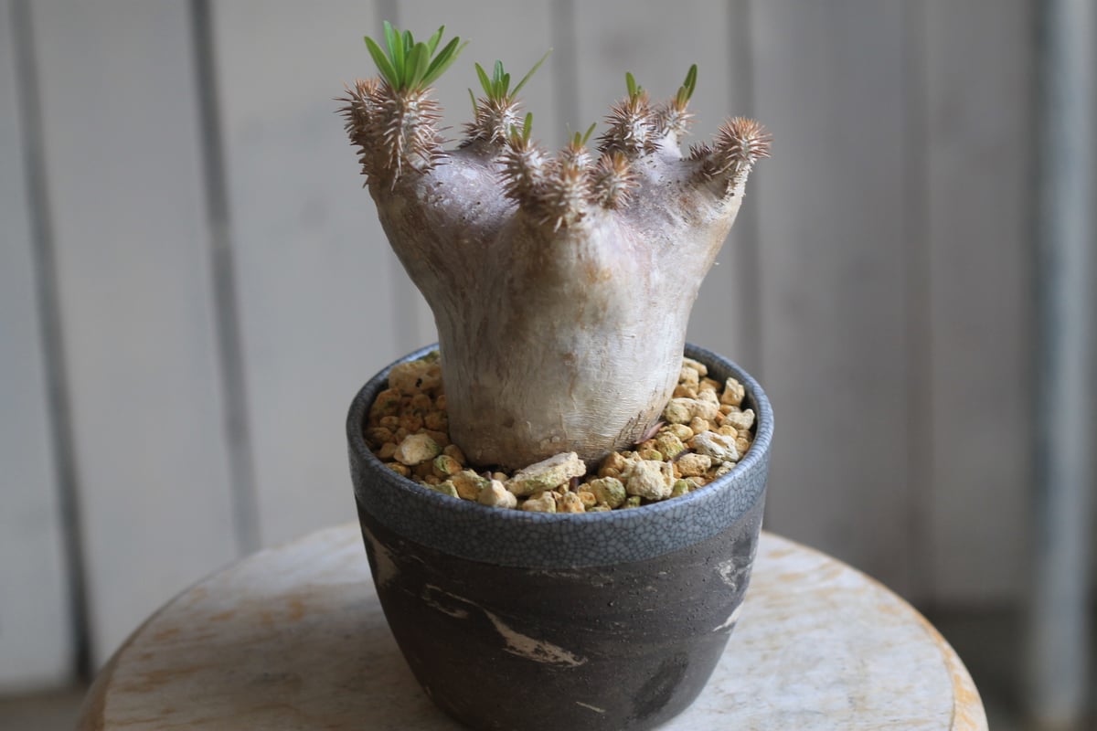 パキポディウム ブレビカリックス パキポディウム ブレビカリックス | hanayoshi-botanical