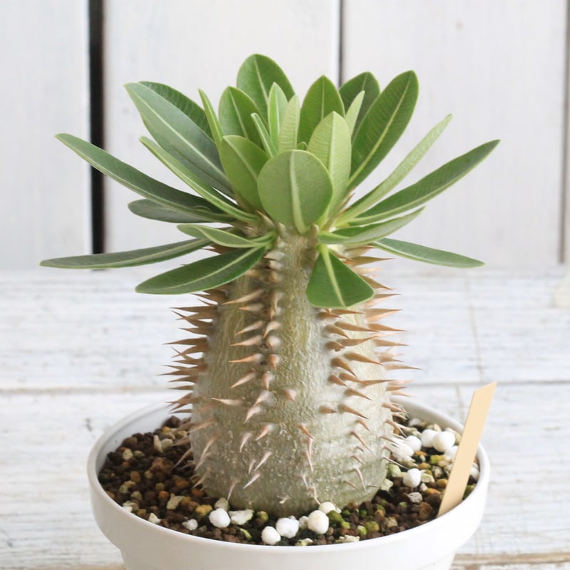 パキポディウム エブレネウム Pachypodium eburneum ② Pachypodium eburneum パキポディウム エブレネウム 実生no. 2