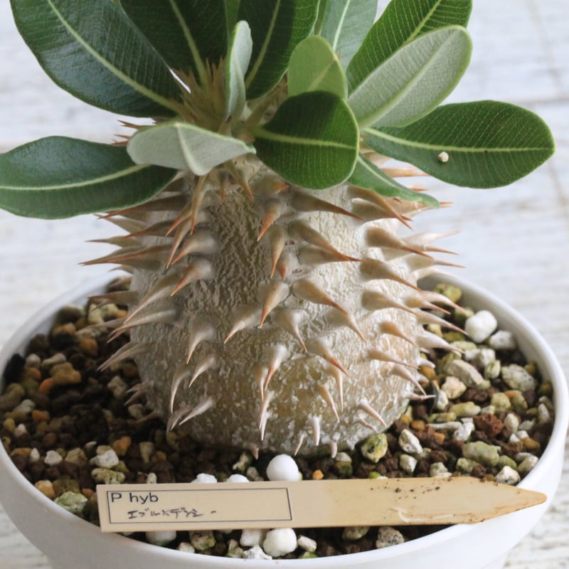 パキポディウム　エブレネウム パキポディウム・エブレネウム(TG0006) | TOGEMARU