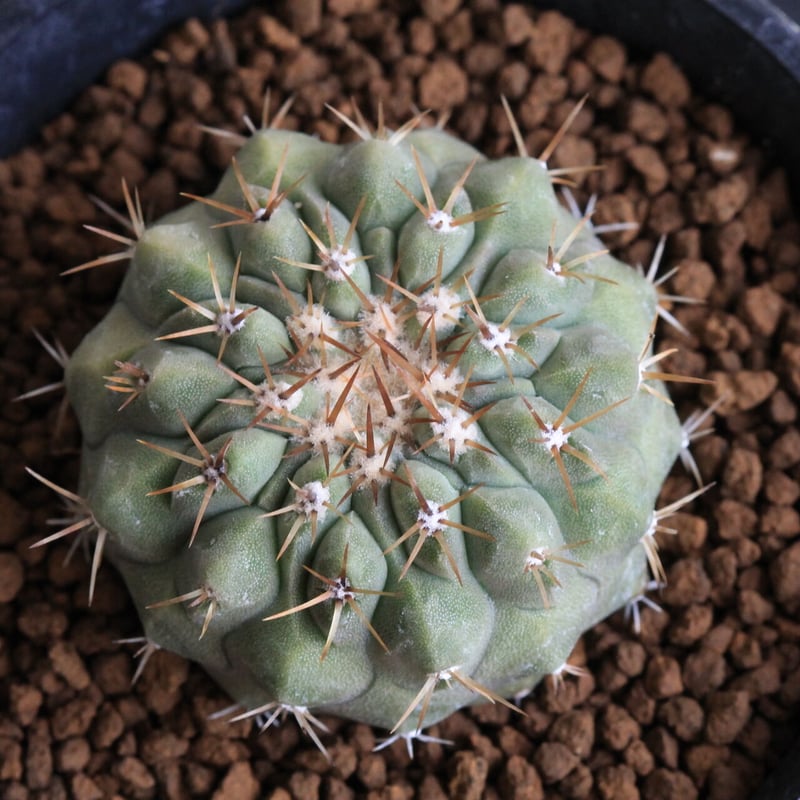 コピアポア コルムナ アルバ（実生） | hanayoshi-botanical