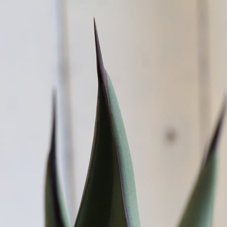 Agave シャークスキン