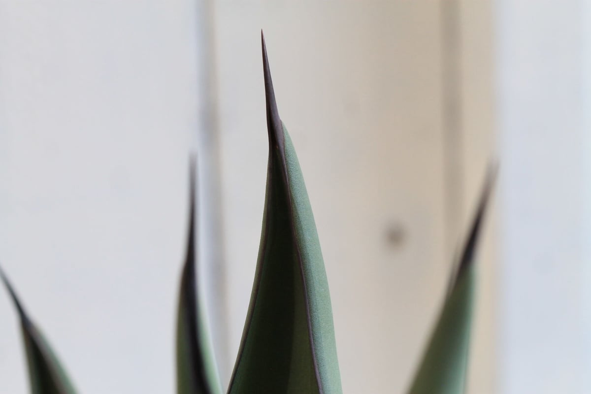 Agave シャークスキン | hanayoshi-botanical Agave シャークスキン | hanayoshi-botanical