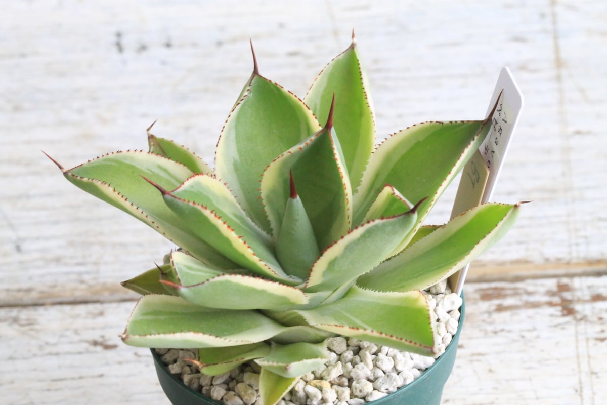 アガベ ベビーティース錦① | hanayoshi-botanical 