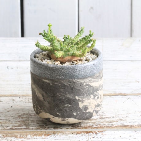 ✴️10/16まで期間限定✴️★◉早い者勝ち◉★【大株】ユーフォルビアゴルゴニス実生 楽天市場】PLANCHU 多肉植物 ユーフォルビア ゴルゴニス 3.5号