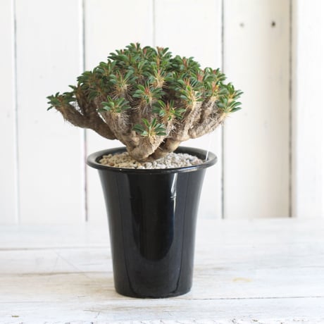 Euphorbia ギラミニアーナ