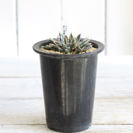 Agave　特小型姫乱雪