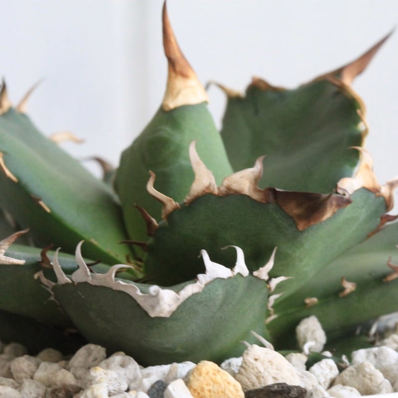 アガベ チタノタ N-7 | hanayoshi-botanical