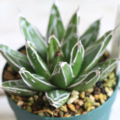 Agave 児玉笹の雪