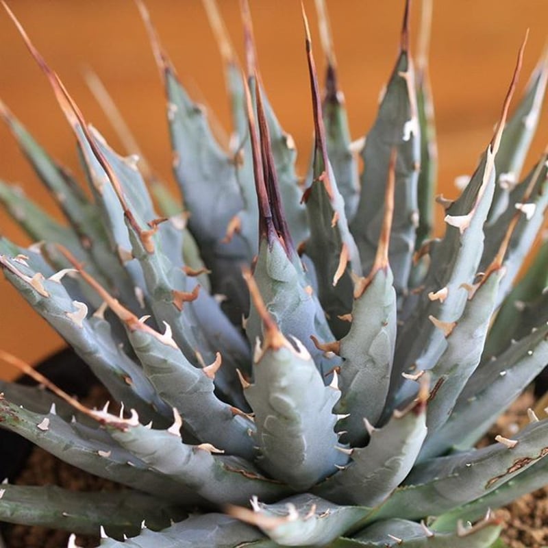 agave utahensis eborispina ユタエンシス エボリスピナ | hana