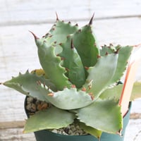 アガベ ユタエンシス エボリスピナ 実生 | hanayoshi-botanical