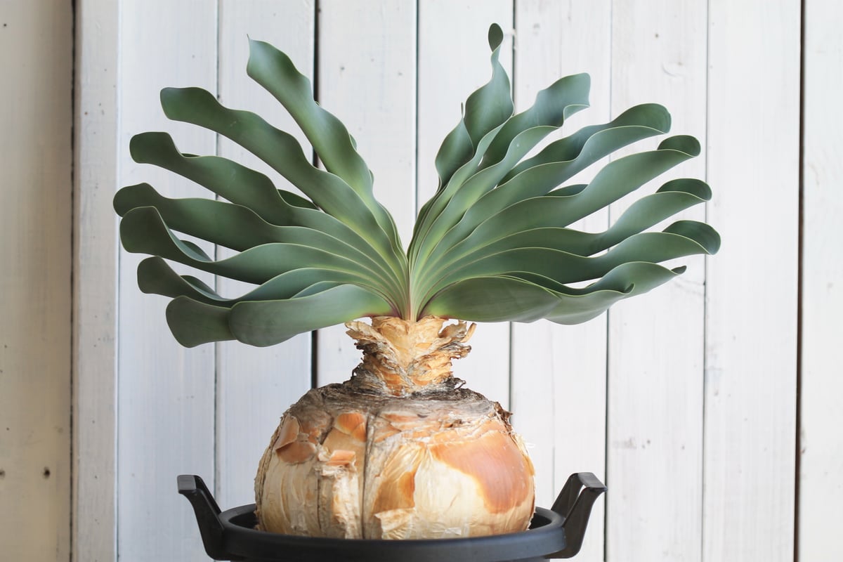 ブーファン※ハエマントイデス ブーファン ハエマントイデス | hanayoshi-botanical