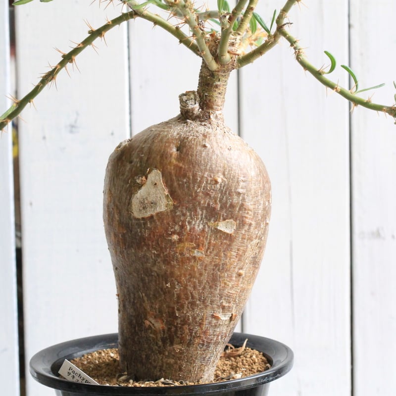 パキポディウム サキュレンタム | hanayoshi-botanical