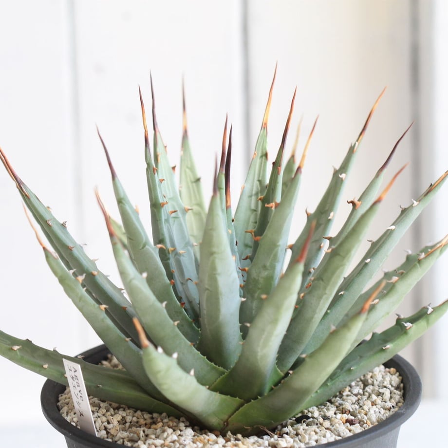 601a4cab31862562908d8b4b