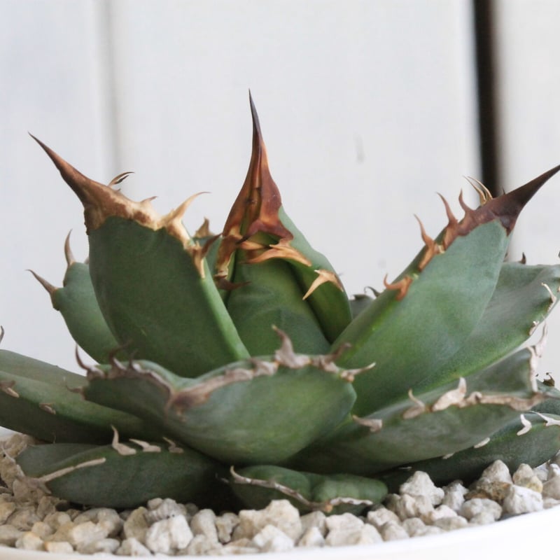 アガベ チタノタ 側無刺01 | hanayoshi-botanical