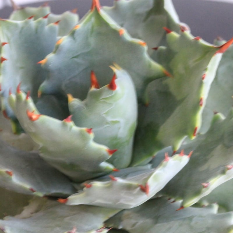 【アガベ】一本棘イシスメンシス 甲蟹 無刺甲蟹/一本刺 Agave isthmensis 'Ippongi' アガベ イシスメンシス