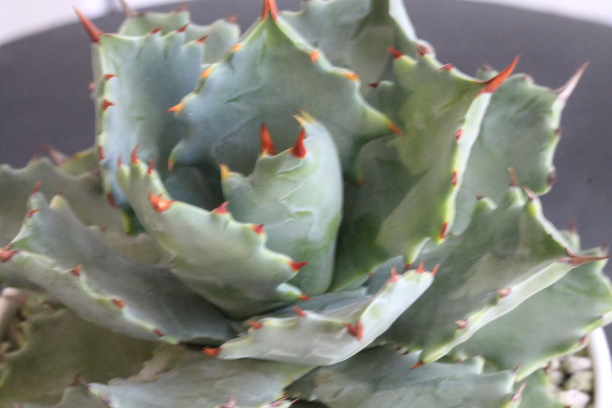 【アガベ】一本棘イシスメンシス 甲蟹 アガベ・白銀甲蟹｜（芽）-001｜ agave isthmensis | Plus_Plant