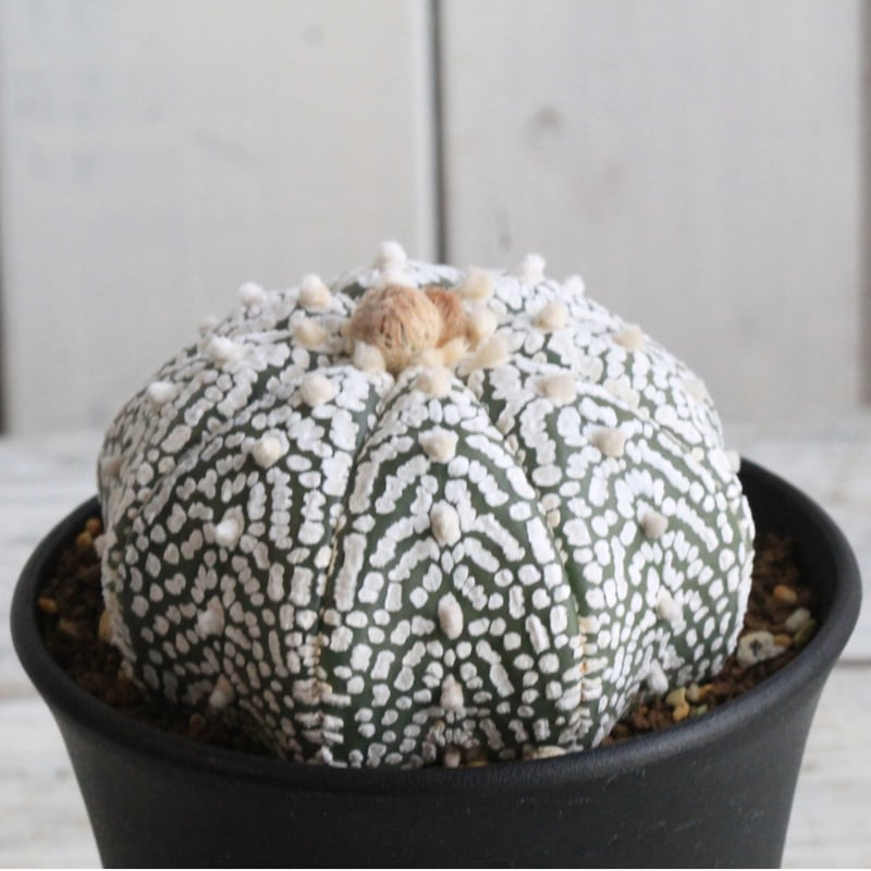 アストロフィツム スーパー兜 | hanayoshi-botanical