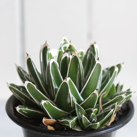 Agave　笹の雪