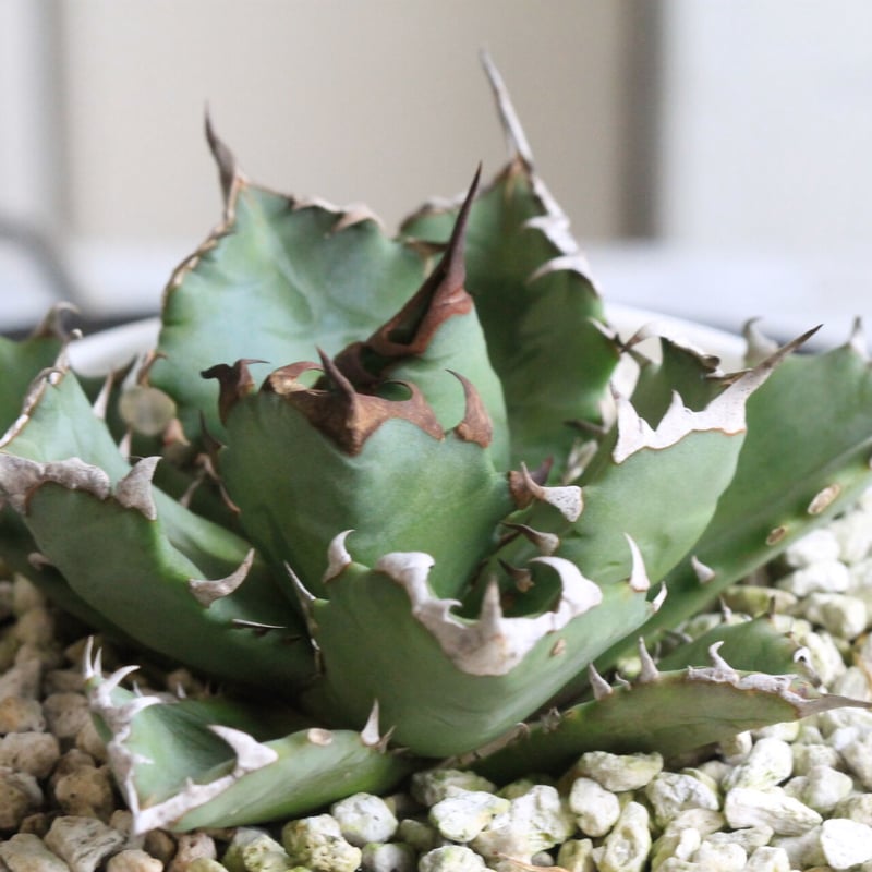 アガベ チタノタ NO.1 | hanayoshi-botanical