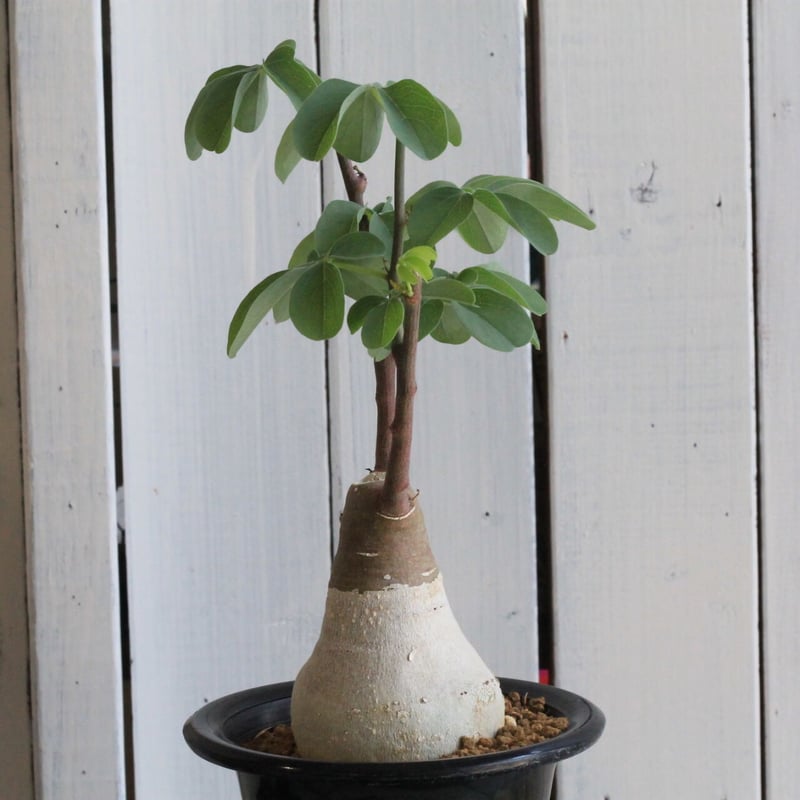 アデニア グラウカ【大株 胴周り34cm】現品 アデニア グラウカ【大株 胴周り34cm】現品 - メルカリ