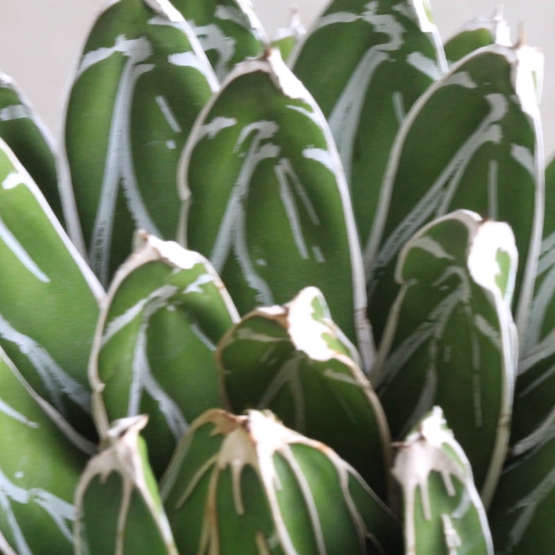 アガベ　ビクトリアレジーナ　送料無料 種子50粒 アガベ ビクトリア レジーナ(笹の雪)(Agave Victoriae