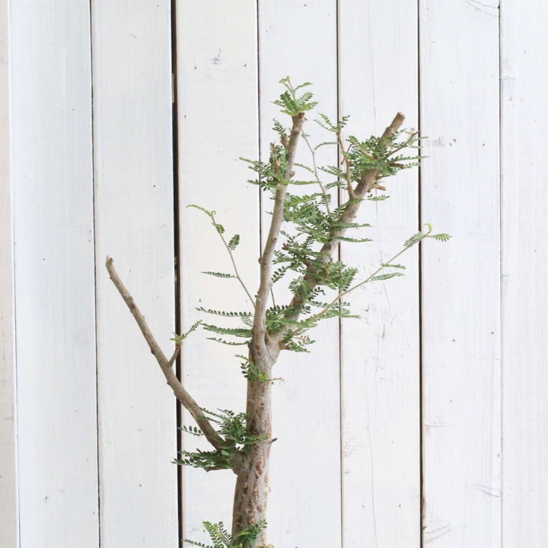 オペルクリカリア ヒファエノイデス | hanayoshi-botanical