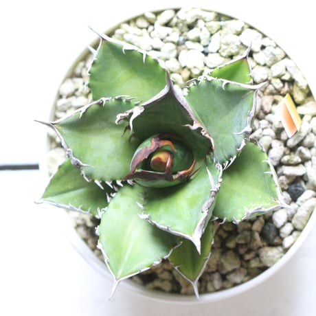 Agave titanota FO76