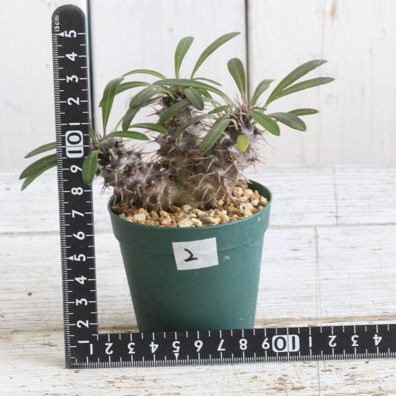 パキポディウム ラメレイ モンスト | hanayoshi-botanical