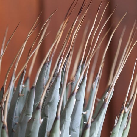 Agave　ユタエンシス　エボリスピナ