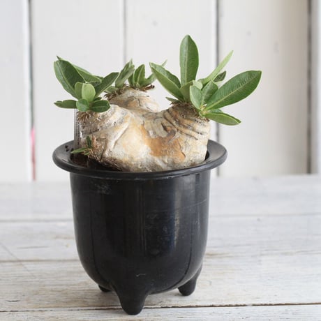 pachypodium エブレネウム