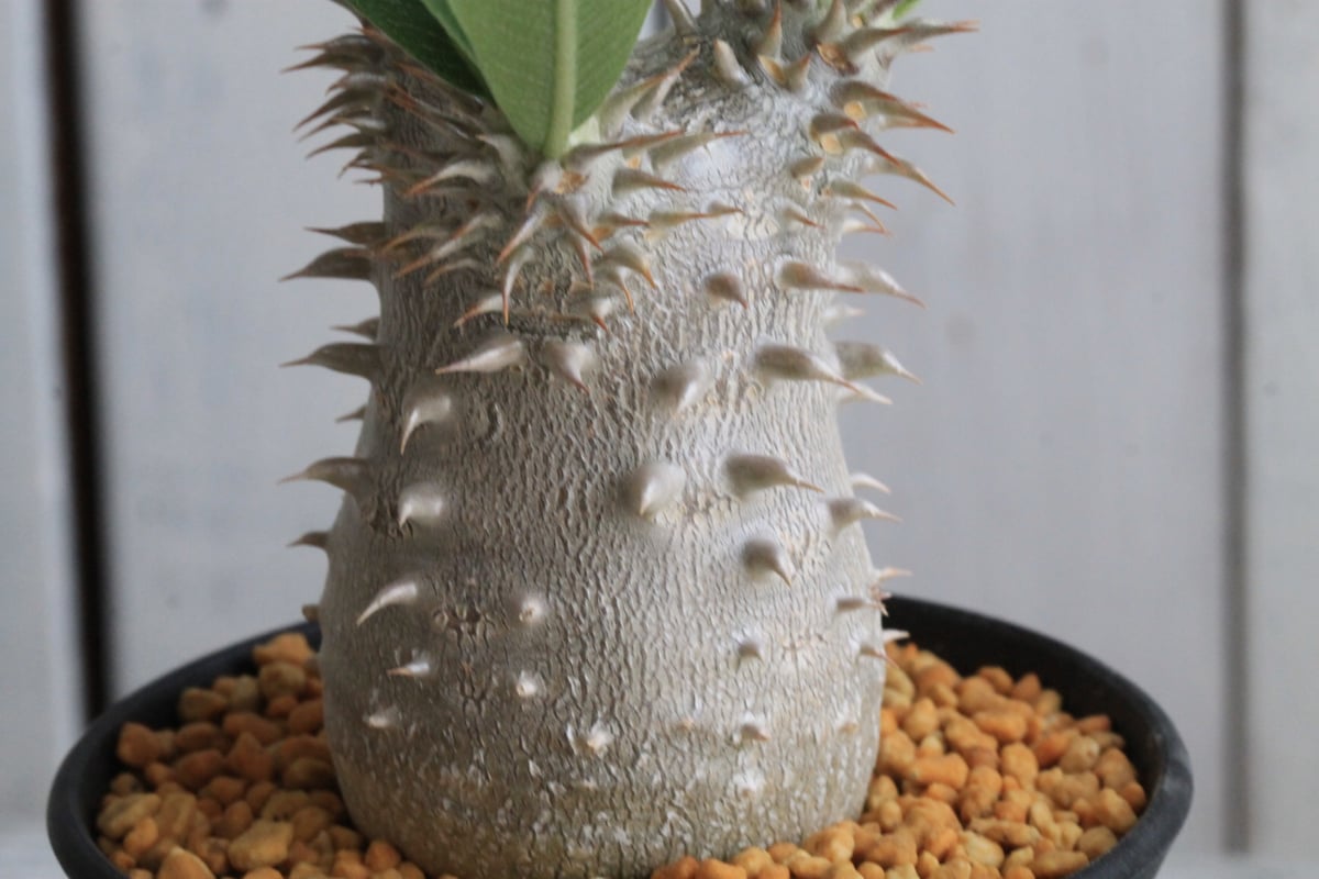 パキポディウム 恵比寿大黒② | hanayoshi-botanical