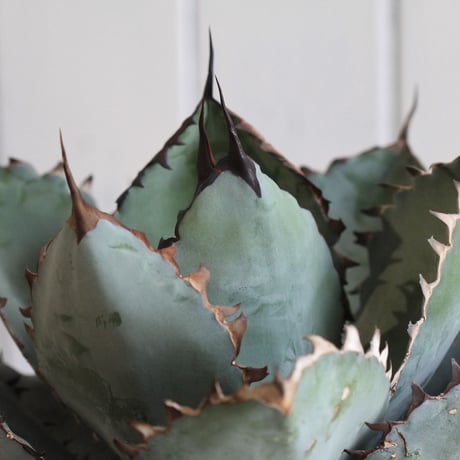 Agave titanota  ブラック＆ブルー